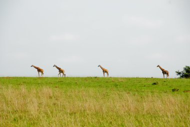 Rothschild giraffes, Murchinson Falls National Park (Uganda) clipart