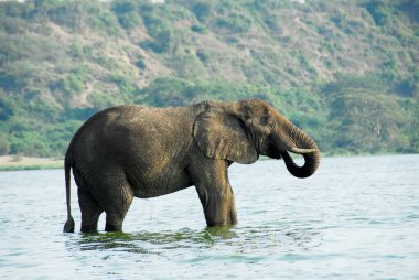 erkek Afrika fili, kazinga kanal (uganda)