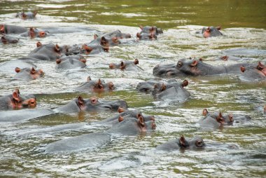 Hippo, Ishasha river, Uganda clipart