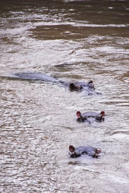 su aygırı, ishasha Nehri, uganda