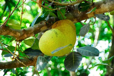 nefesi ağaç üzerinde