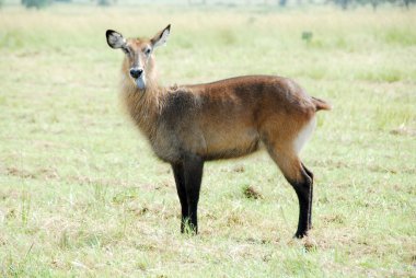 Waterbuck (Female), Kidepo Valley NP (Uganda) clipart