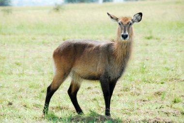 waterbuck (kadın), kidepo Vadisi Milli Parkı (uganda)