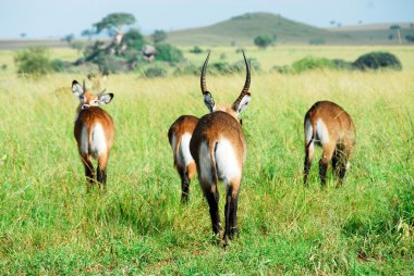 waterbuck sürüsü, kidepo Vadisi Milli Parkı (uganda)