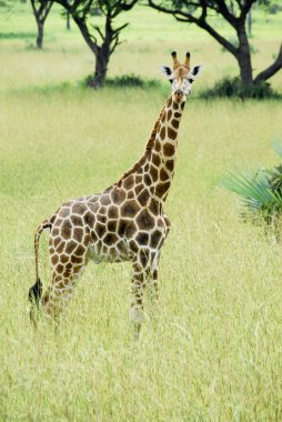 zürafa, murchison Milli Parkı (uganda düşer.)