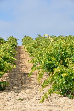 La Rioja (İspanya mahzeninde)