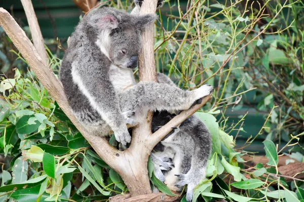 Koala macht Rast — Stockfoto