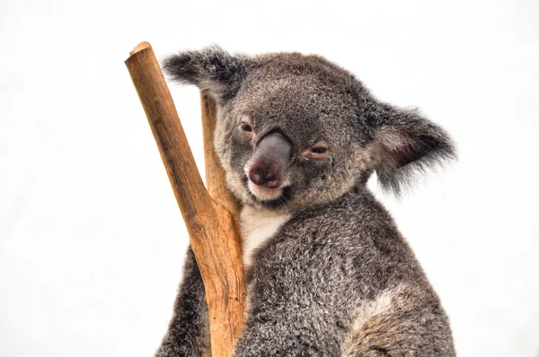 Koala een rust — Stockfoto
