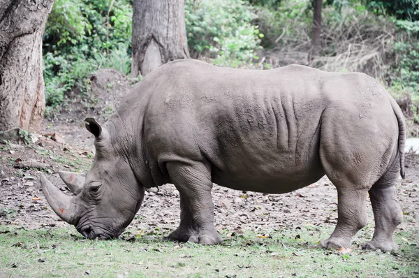 Носорог в Майсурском зоопарке, Индия — стоковое фото