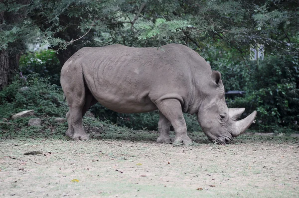 Носорог в Майсурском зоопарке, Индия — стоковое фото