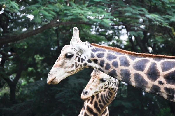 Giraff, mysore zoo (Indien) — Stockfoto
