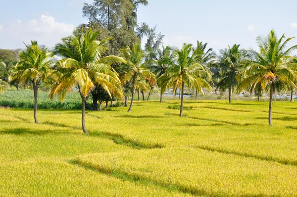 Pola ryżu w karnataka, Indie — Zdjęcie stockowe