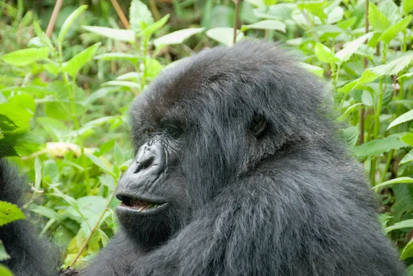 Gorille des montagnes dans le parc national du Volcan (Rwanda) ) — Photo