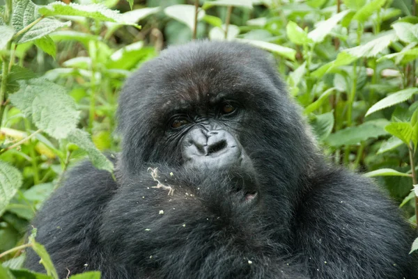 Gorilla di montagna nel Parco Nazionale del Vulcano (Ruanda ) — Foto Stock