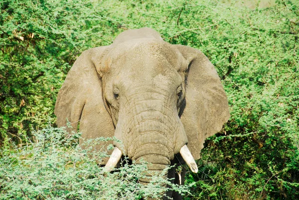 Férfi afrikai elefánt, murchinson-vízesés nemzeti park (uganda) — Stock Fotó