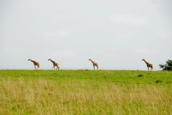 Žirafy Rothschildovy, murchinson spadá národní park (uganda) — Stock fotografie