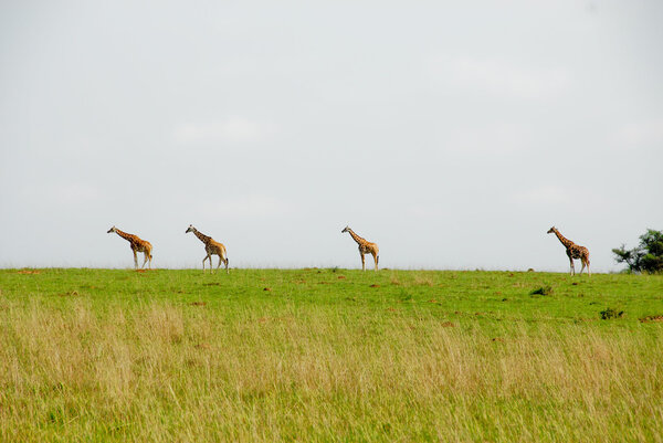 Rothschild giraffes, Murchinson Falls National Park (Uganda)