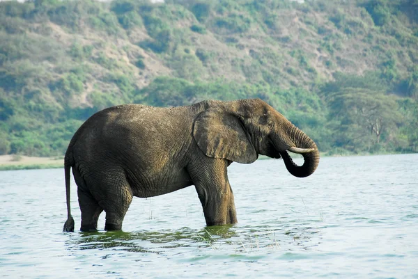 Erkek Afrika fili, kazinga kanal (uganda) — Stok fotoğraf