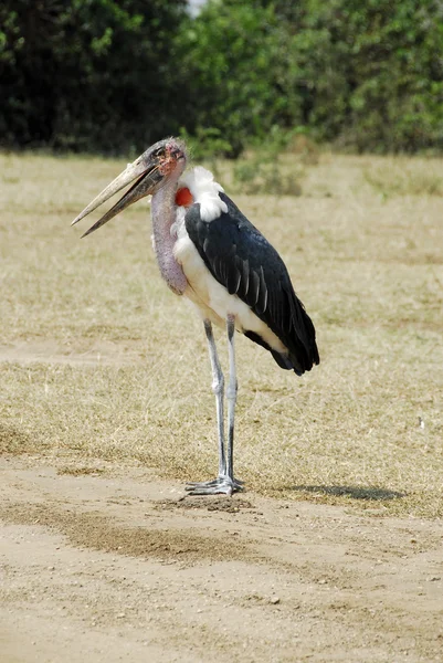 대머리 황새, 퀸 엘리자베스 국립 공원, 우간다 — 스톡 사진