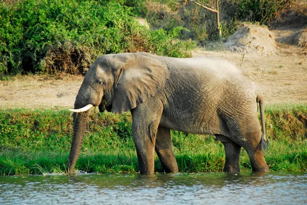 Elefante africano macho, canal Kazinga (Uganda ) — Foto de Stock