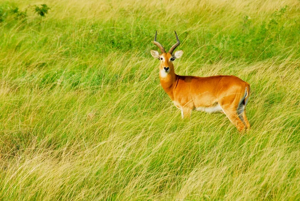 Uganda Kob, Queen Elizabeth National Park, Uganda — Stock Photo, Image