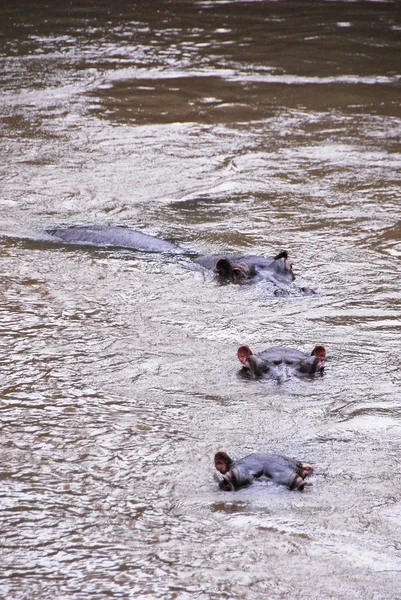 Hippo, Ishasha river, Uganda — Stockfoto
