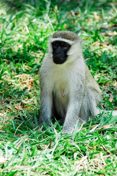 Mono Vervet femenino, Jardín Botánico Entebbe, Uganda — Foto de Stock