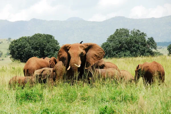 Troupeau d'éléphants, parc national de la vallée de Kidepo (Ouganda) ) — Photo