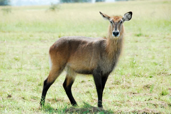 Vattenbock (female), kidepo valley nationalpark (uganda) — Stockfoto