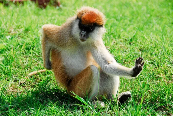 Macaco Patas — Fotografia de Stock