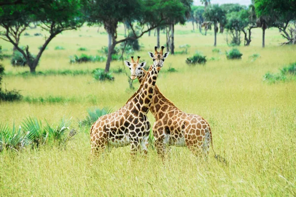 Girafas, Parque Nacional de Murchison Falls (Uganda ) — Fotografia de Stock