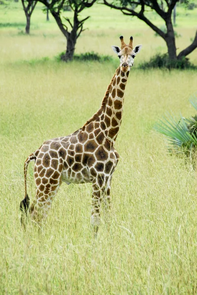Girafa, Parque Nacional de Murchison Falls (Uganda ) — Fotografia de Stock