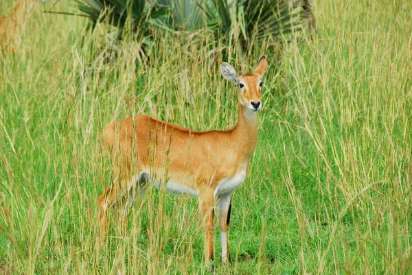Kobieta kob uganda, murchison mieści się park narodowy (uganda) — Zdjęcie stockowe
