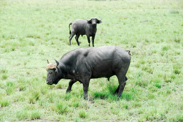 Bawół, murchison mieści się park narodowy (uganda) — Zdjęcie stockowe