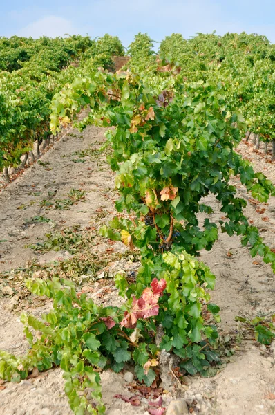 Виноградник в Ла-Ріоха (Іспанія) — стокове фото