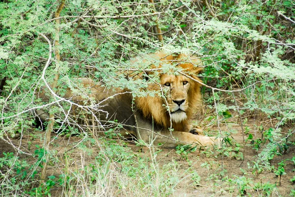 Leão macho descansando, Parque Nacional Murchison Falls (Uganda ) — Fotografia de Stock