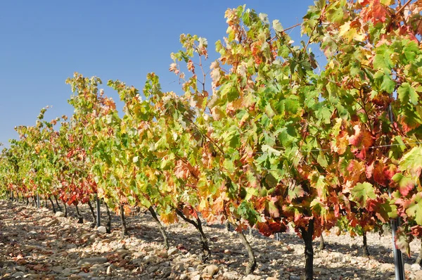 Виноградник в осінь, Ла-Ріоха (Іспанія) — стокове фото
