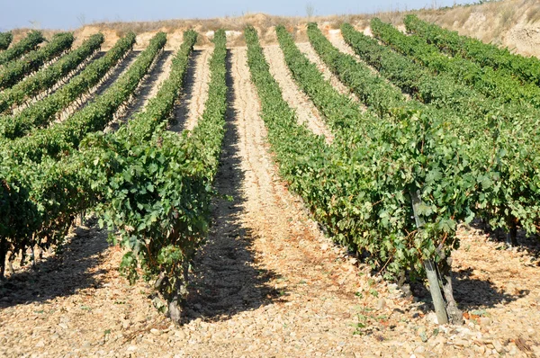 Vineyard at La Rioja (Spain) — Stock Photo, Image