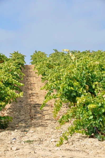 Vignoble à La Rioja (Espagne) ) — Photo