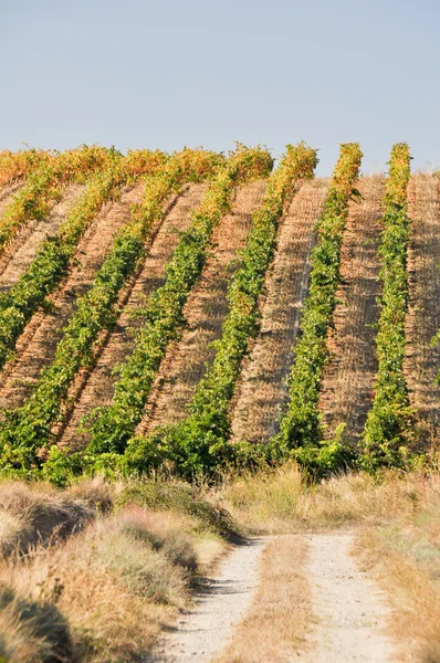 Vinhedo no Outono, La Rioja (Espanha ) — Fotografia de Stock