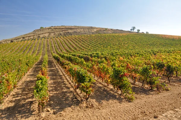 Vineyard at Autumn, La Rioja (Spain) — Stock Photo, Image