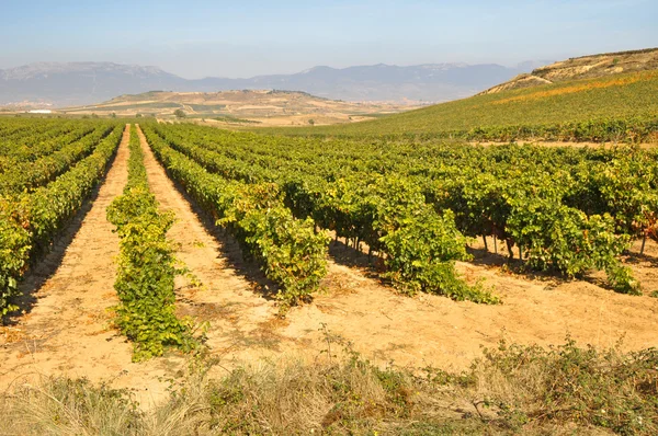 Wijngaard in de herfst, la rioja (Spanje) — Stockfoto