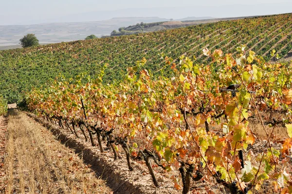 Vinhedo no Outono, La Rioja (Espanha ) — Fotografia de Stock