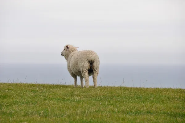 Yalnız koyun, Yeni Zelanda — Stok fotoğraf
