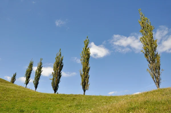 Poplars in a grassland — Stock Photo, Image