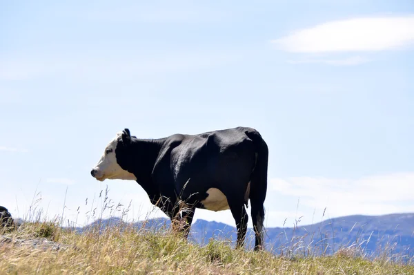 公牛在新西兰 — 图库照片