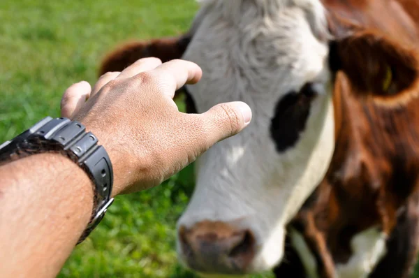 Man stroking a cow — Stock Photo, Image