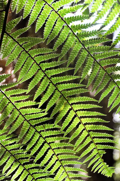 stock image Fern leaf