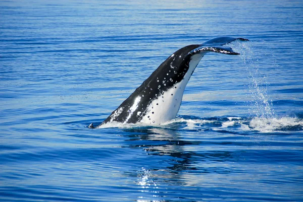 Καμπούρης φάλαινα σε Χέρβεϋ Μπέυ, queensland, Αυστραλία — Φωτογραφία Αρχείου
