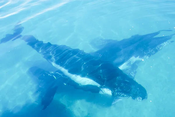 허비 베이, 퀸즐랜드, 호주에서 향유 고래 — 스톡 사진